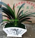 深圳绿植办公室 桌面高档花卉盆栽 君子兰 绿色家庭吸收烟 除尘