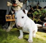 纯种牛头梗犬白色幼犬家养出售宠物狗牛头梗 上海同城免费送包邮