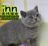CFA/CAA 英国短毛蓝 纯种宠物猫眯 英国短毛猫 蓝灰色大脸猫 蓝猫