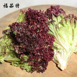 福茹特新鲜紫生菜罗莎红红叶莴苣紫叶生菜红罗莎沙拉菜蔬菜500克
