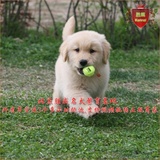 全国出售纯种宠物狗狗金毛幼犬可视频挑选北京地区可送货自提08