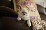 纯种布偶猫 蓝手套gg  宠物级  cfa注册幼猫 已到新家