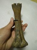 老骨头 老民俗用具老骨料 老钙化骨 老兽骨 老骨制品 骨雕 骨头