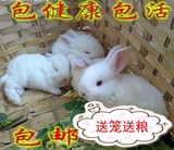 促销宠物小白兔活体熊猫灰公主黑兔宝宝可批发送笼送粮包邮