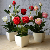 荷兰进口花卉绿植 香水玫瑰花苗 玫瑰苗盆栽 当年开花包成活包邮
