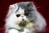 【靓梵名猫】美国CFA注册欧洲血统波斯猫  加菲猫 纯种猫 宠物猫