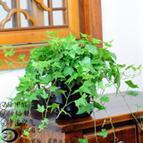 常春藤吊兰植物盆栽 常青藤吊兰除90%苯净化空气吸甲醛室内绿植