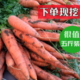 5斤装 胡萝卜 新鲜蔬菜水果生鲜粉汁干 甜菜根紫薯红薯 农产品