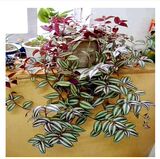 紫叶吊竹梅 竹节吊兰 可水培 盆栽 最好养的盆栽花卉绿色垂吊植物