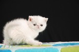 纯种活体宠物 超可爱乳白色加菲幼猫/异国短毛猫