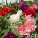 绿尚|重瓣茶花凤仙花种子10粒装 观花植物 庭院阳台盆栽花卉种子