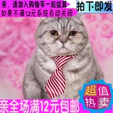 特价猫咪领带领巾饰品宠物领结挂饰猫狗衣服配饰宠物绅士风装饰品