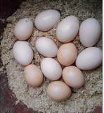正宗农家土鸡蛋散养鸡蛋柴鸡蛋自养鸡蛋湖南土特产批发散装