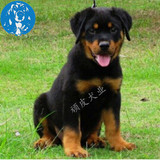 北京罗威纳幼犬双血统赛级罗威纳出售宠物狗狗可送货 罗威纳犬