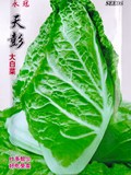 天彭大白菜种子 四川特产蔬菜质优高产售价高于山东白菜 5克千粒