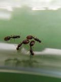 迷你火蚁||宠物蚂蚁||新后一只||宠物蚂蚁活体