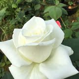 玫瑰花盆栽迷你玫瑰盆栽荷兰进口玫瑰花苗