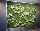 人造草坪仿真植物墙 绿色植物墙立体米兰带垂直绿化室内外装饰品