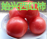绿色蔬菜热销新鲜蔬菜农家自种正品水果新鲜番茄自然熟本地广东