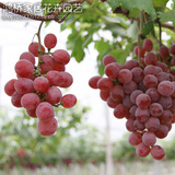 葡萄 葡萄苗多品种 美国红提葡萄提子盆栽葡萄树苗当年结果果树苗