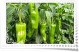 苏北农家 自种新鲜青椒  辣椒 时令蔬菜 现摘现发 施农肥 5斤包邮