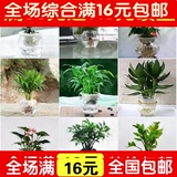 二十四种水培植物/绿萝吊兰盆栽花卉 观叶植物客厅卧室 净化空气