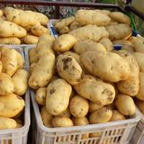 脱毒马铃薯种子 土豆种子 一级种薯 洋芋种子 高产值 批发种子