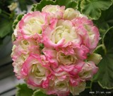 【海伦园艺】天竺葵花苗 重瓣玫瑰蕾 小白边苹果碗