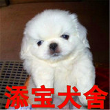出售纯种京巴犬/北京狗/活体宠物狗狗北京犬幼犬/家庭犬小型犬79