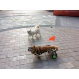 狗轮椅 残疾 瘫痪宠物代步车 后腿用狗轮椅 CF-02