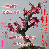 【天天特价】梅花盆景树桩梅花苗腊梅苗红梅绿梅乌梅苗盆栽美人梅