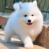 出售纯种微笑天使萨摩耶幼犬 澳版熊版中型犬 宠物狗狗活体出售