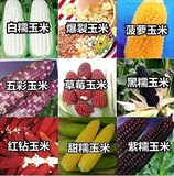 四季播种蔬菜种子 玉米种子菠萝/水果/草莓玉米/甜/黑/糯玉米包邮