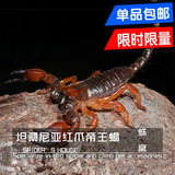 坦桑尼亚红爪帝王蝎 最凶猛的宠物蝎子活体 全长10cm左右送饲养套