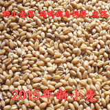 15年新小麦粒 农家小麦草种子榨汁 鸡鸭鹅鸟 饲料小麦 麦子 500g