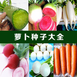 潍县青萝卜 红 白 水果 萝卜种子 蔬菜 四季 批发 冬季韩国 大全