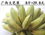 芭蕉banana 广西新鲜水果有机青芭蕉 芭蕉大蕉大牛蕉 8斤全国包邮