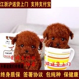 温州出售纯种茶杯犬泰迪玩具体泰迪幼犬活体宠物狗红色泰迪小狗