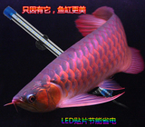 鱼缸水族箱 LED水中灯 潜水灯 照明灯 红白蓝色灯