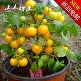 矮生盆栽樱桃番茄种子 红黄色圣女果西红柿 阳台水果蔬菜种子夏季