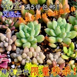 3件包邮多肉植物含盆 黄丽 虹之玉等多肉盆栽组合植物 桌面盆栽