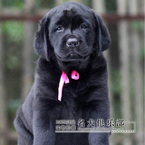 美国血统黑色拉布拉多犬纯种幼犬出售，100%纯种品相好的宠物狗
