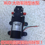 12V XLD信利达电动喷雾器水泵 高压微型家用水泵 正品台州好水泵