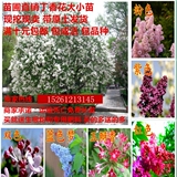 丁香花苗 丁香花 庭院盆栽 可开花植物 丁香花树苗 浓香花卉