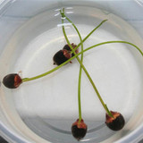 水培植物 碗莲种子 水生植物花卉种子 室内小荷花种子 四季播种