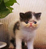 单CFA纯种 家养 水滴眼 加菲猫宠物 异国短毛猫 幼猫(新家上海)