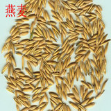 出售农家自产纯天然小麦草种子、燕麦、荞麦、大麦 包发芽可食用