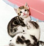 Zeemao-棕虎斑加白妹妹-美国短毛猫美短加白起司猫青岛
