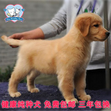 赛级双血统金毛犬幼犬出售 黄金猎犬狗狗大型宠物狗适合家养