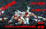 水晶虾丸子 红白丸子水晶虾 观赏虾活体 满30只顺丰包邮 小胖虾屋